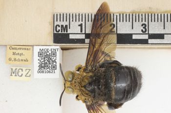 Media type: image;   Entomology 810621 Aspect: labels